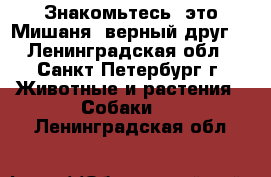 Знакомьтесь, это Мишаня- верный друг! - Ленинградская обл., Санкт-Петербург г. Животные и растения » Собаки   . Ленинградская обл.